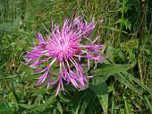 Grandi vatrietà di fiori ai Campelli di Schilpario - 22 luglio 2010 - FOTOGALLERY